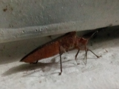 Sethenira ferruginea