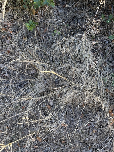 iNaturalist observation photo of seashore bentgrass