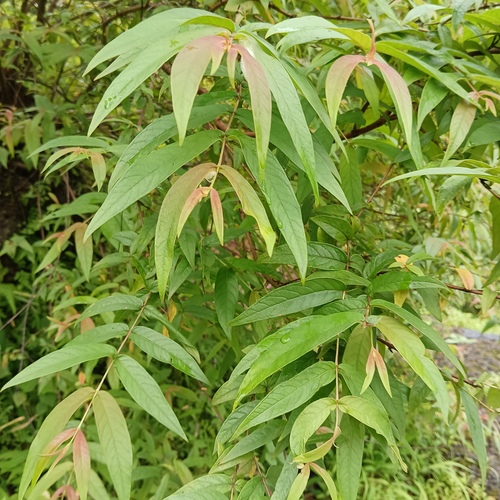 Woodfordia fruticosa observed 2026-09-05