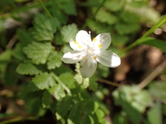 Dichocarpum stoloniferum