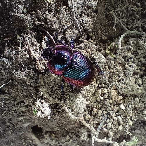 Japanese Earth-boring Dung Beetle