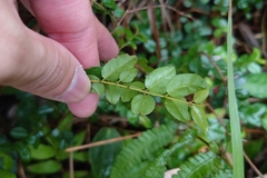 Sageretia thea, photograph (c) 如此甚好, some rights reserved (CC BY)