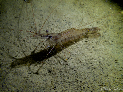 Common Prawn, Zeelandbrug, Zierikzee, Nederland, photo 8 of 10