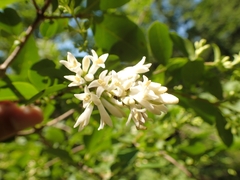 Ligustrum tschonoskii