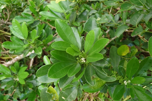 Melicope triphylla observed 2026-09-12