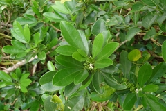 Melicope triphylla