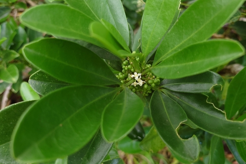 Melicope triphylla, photograph 1