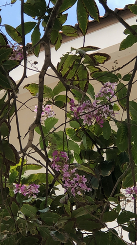 Giant Crepe-myrtle