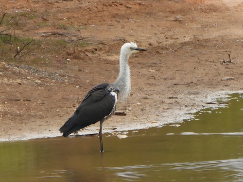 White-necked Heron