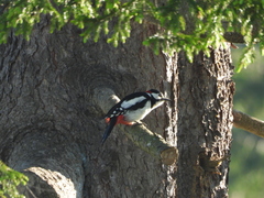 Dendrocopos major