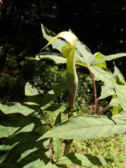 Arisaema serratum