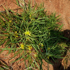 Geigeria burkei