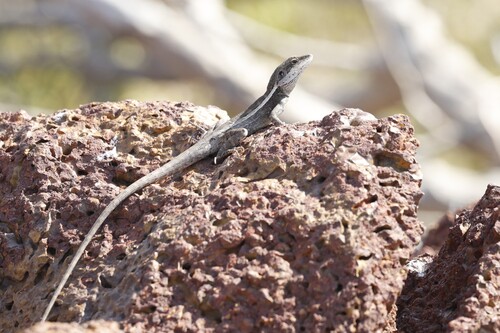Horner's Dragon