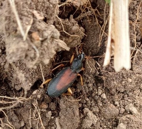 Dolichus halensis