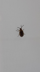 Ophraella communa