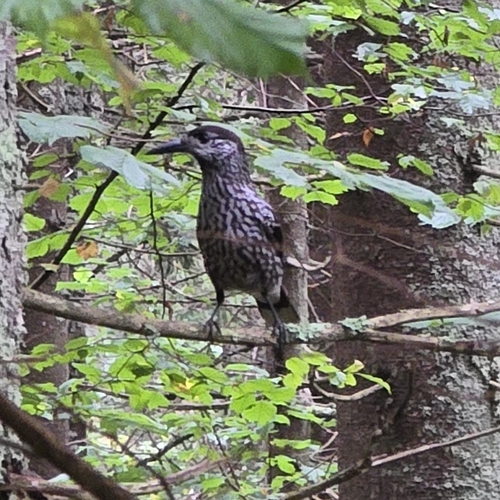 Northern Nutcracker
