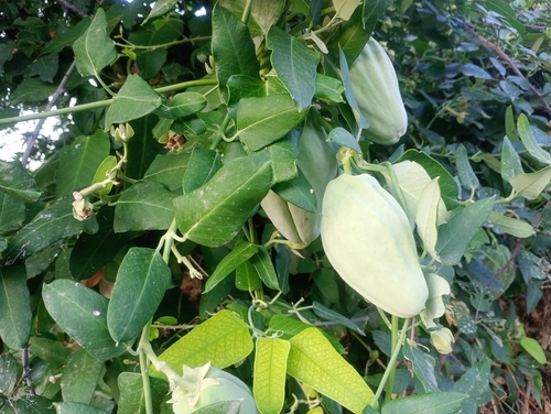 Moth Vine