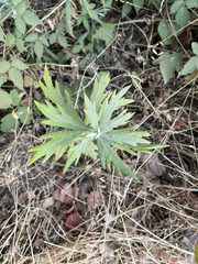 Artemisia douglasiana, photograph author not stated, no rights reserved