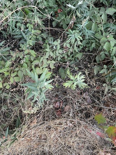Artemisia douglasiana, photograph 5