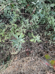 Artemisia douglasiana, photograph author not stated, no rights reserved