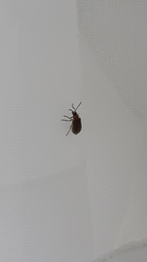 Ophraella communa