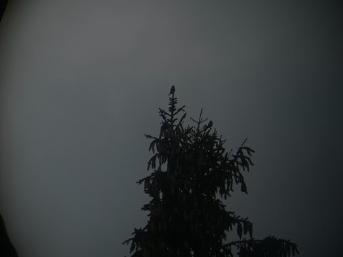 Red Crossbill