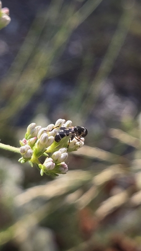 Thick-legged Hover Fly
