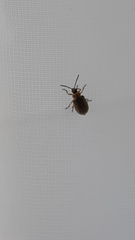 Ophraella communa