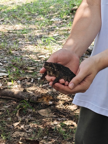 Asian Common Toad