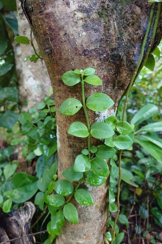 Psychotria serpens, photograph 1