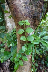 Psychotria serpens