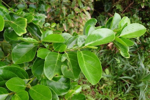 Gomphandra observed 2026-09-12