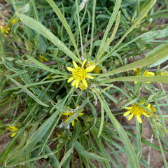 Geigeria burkei