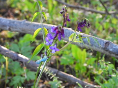 Lathyrus vernus
