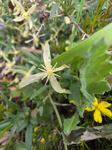 Clematis microphylla, photograph 3