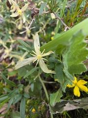 Clematis microphylla, photograph (c) herbie-hancock, some rights reserved (CC BY)