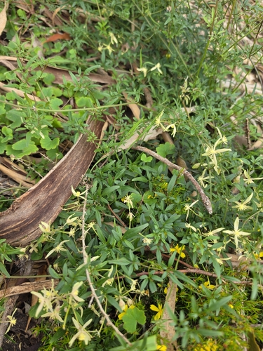 Clematis microphylla, photograph 4