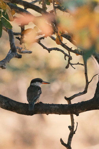 Striped Kingfisher