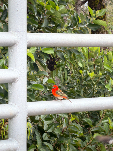 Red Fody