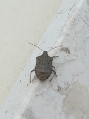Halyomorpha halys