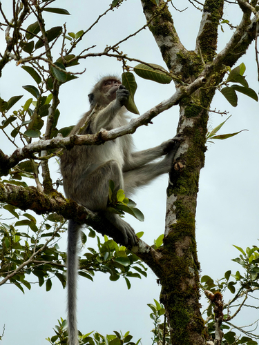 Long-tailed Macaque