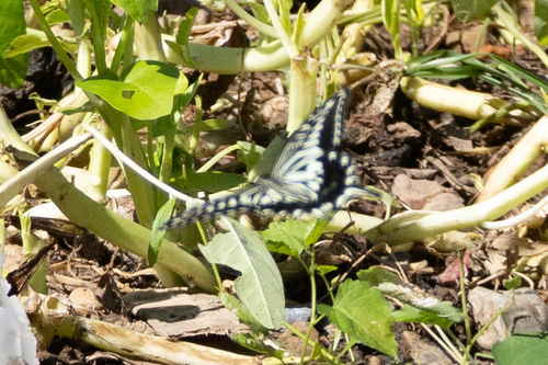 Chinese Yellow Swallowtail
