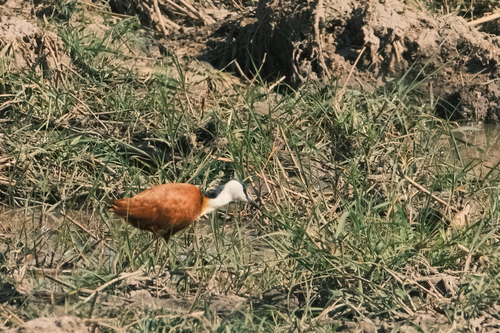 African Jacana