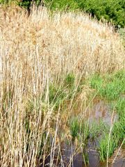 Phragmites australis