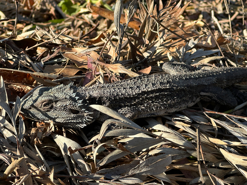 Eastern Bearded Dragon