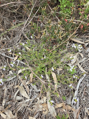 Scaevola albida, photograph 5