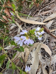 Scaevola albida, photograph (c) herbie-hancock, some rights reserved (CC BY)