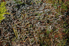 Dracophyllum prostratum