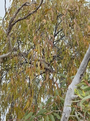 Amyema miquelii