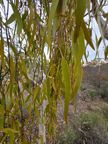Amyema miquelii, photograph 2